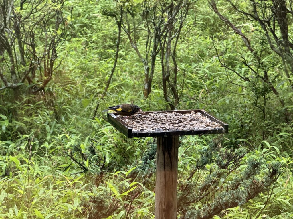 富士マリオットホテル山中湖　野鳥